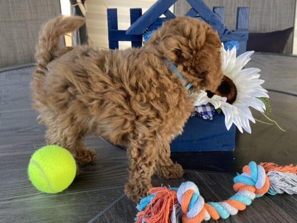 Biscuit - Micro Labradoodle Boy - Image 25