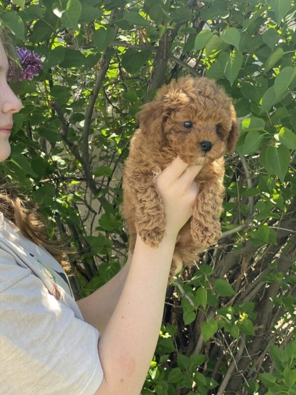 Biscuit - Micro Labradoodle Boy - Image 24