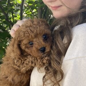 Biscuit - Micro Labradoodle Boy
