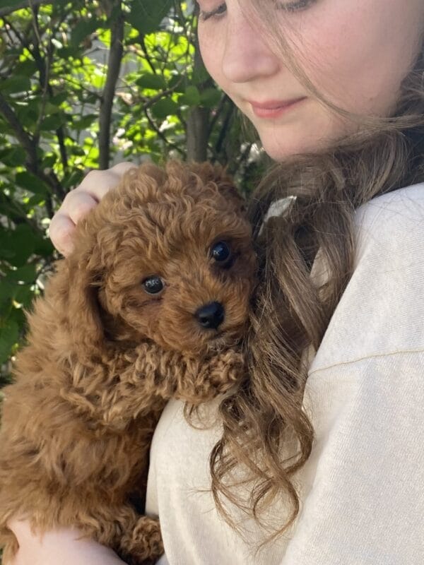 Biscuit - Micro Labradoodle Boy