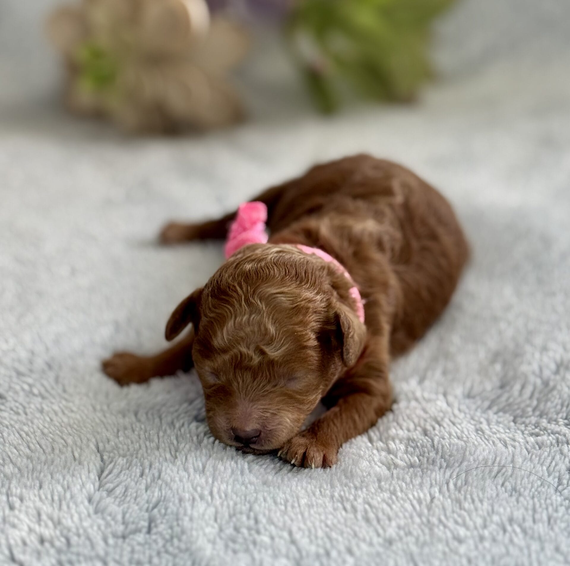 Spring - Micro Labradoodle Girl - Image 11