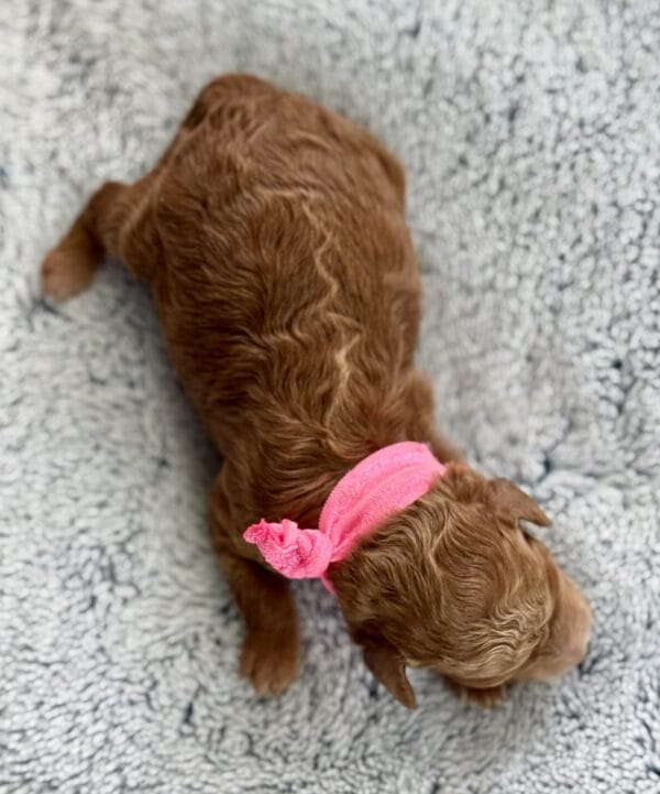 Spring - Micro Labradoodle Girl - Image 12