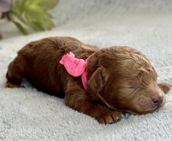 Spring - Micro Labradoodle Girl - Image 15