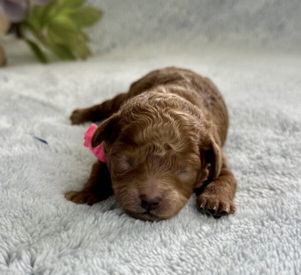 Spring - Micro Labradoodle Girl - Image 14