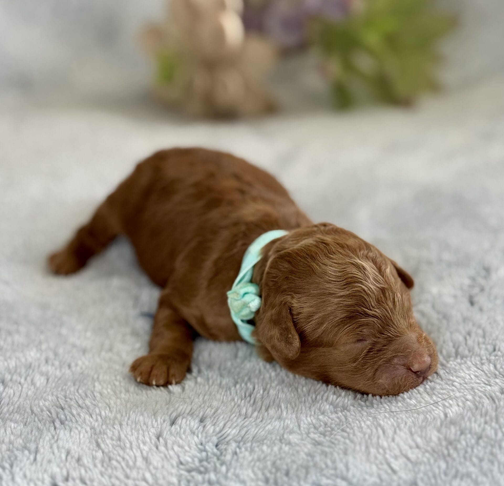 Clover - Micro Labradoodle Boy - Image 10