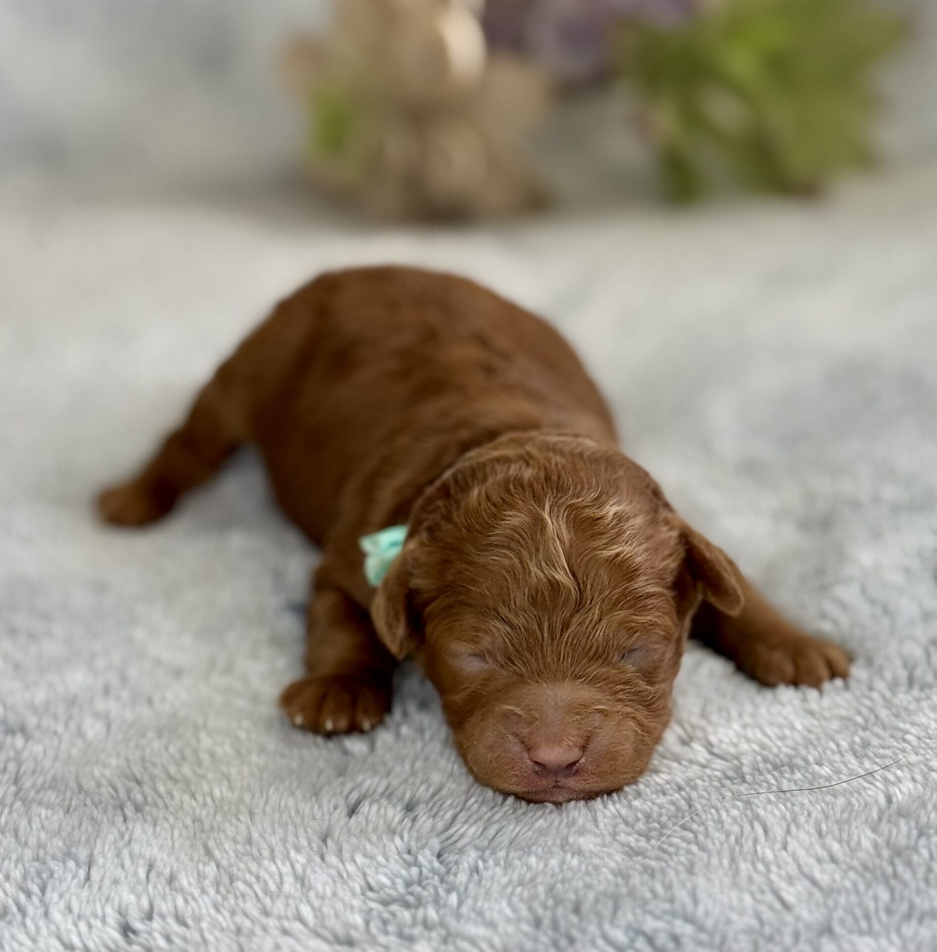 Clover - Micro Labradoodle Boy - Image 11