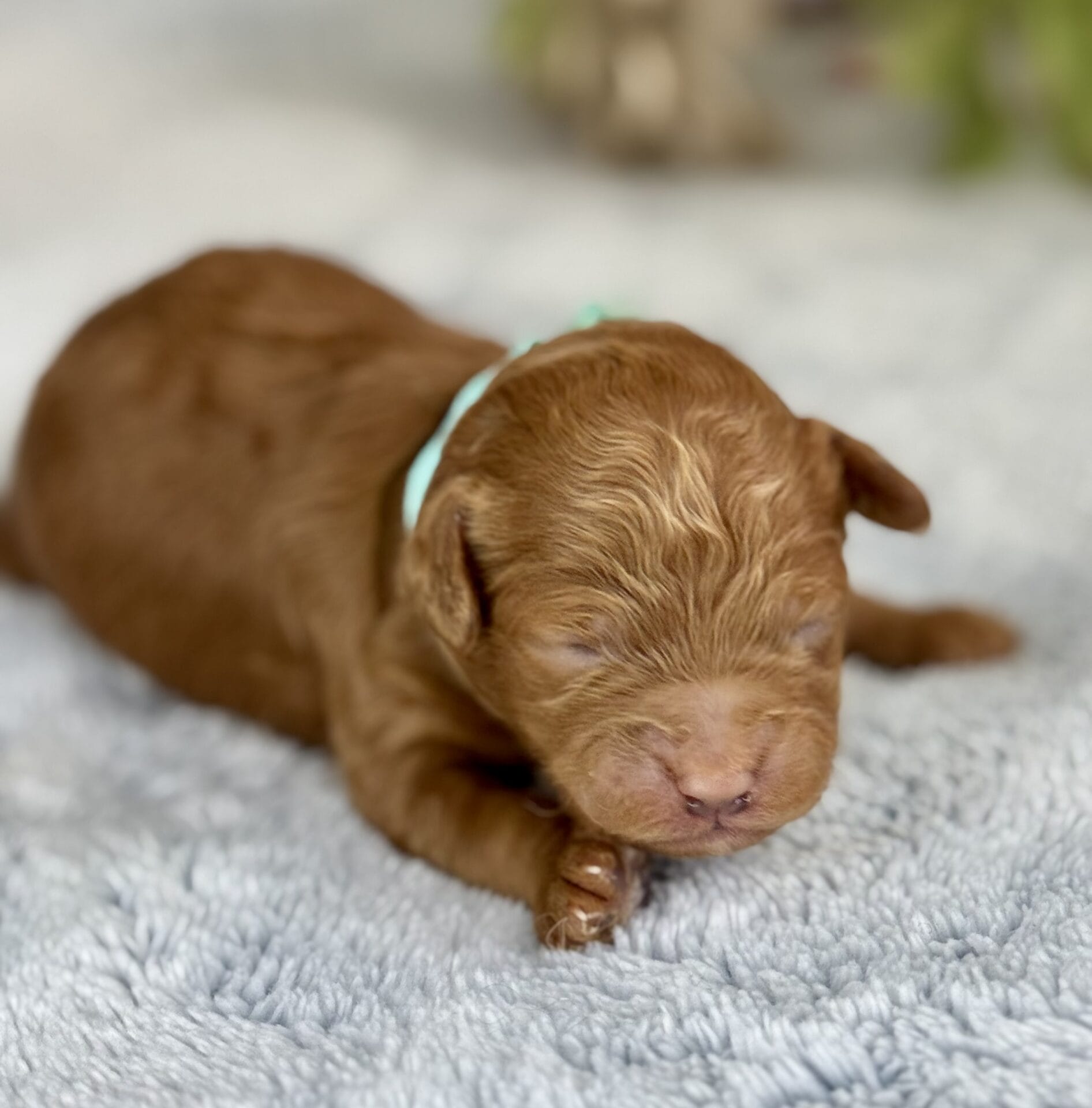 Clover - Micro Labradoodle Boy - Image 15