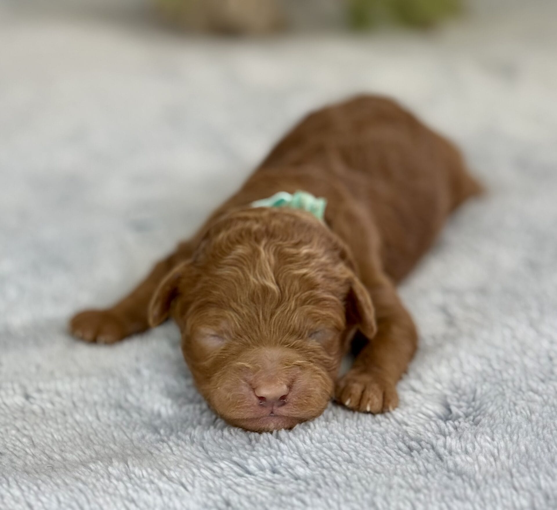 Clover - Micro Labradoodle Boy - Image 14