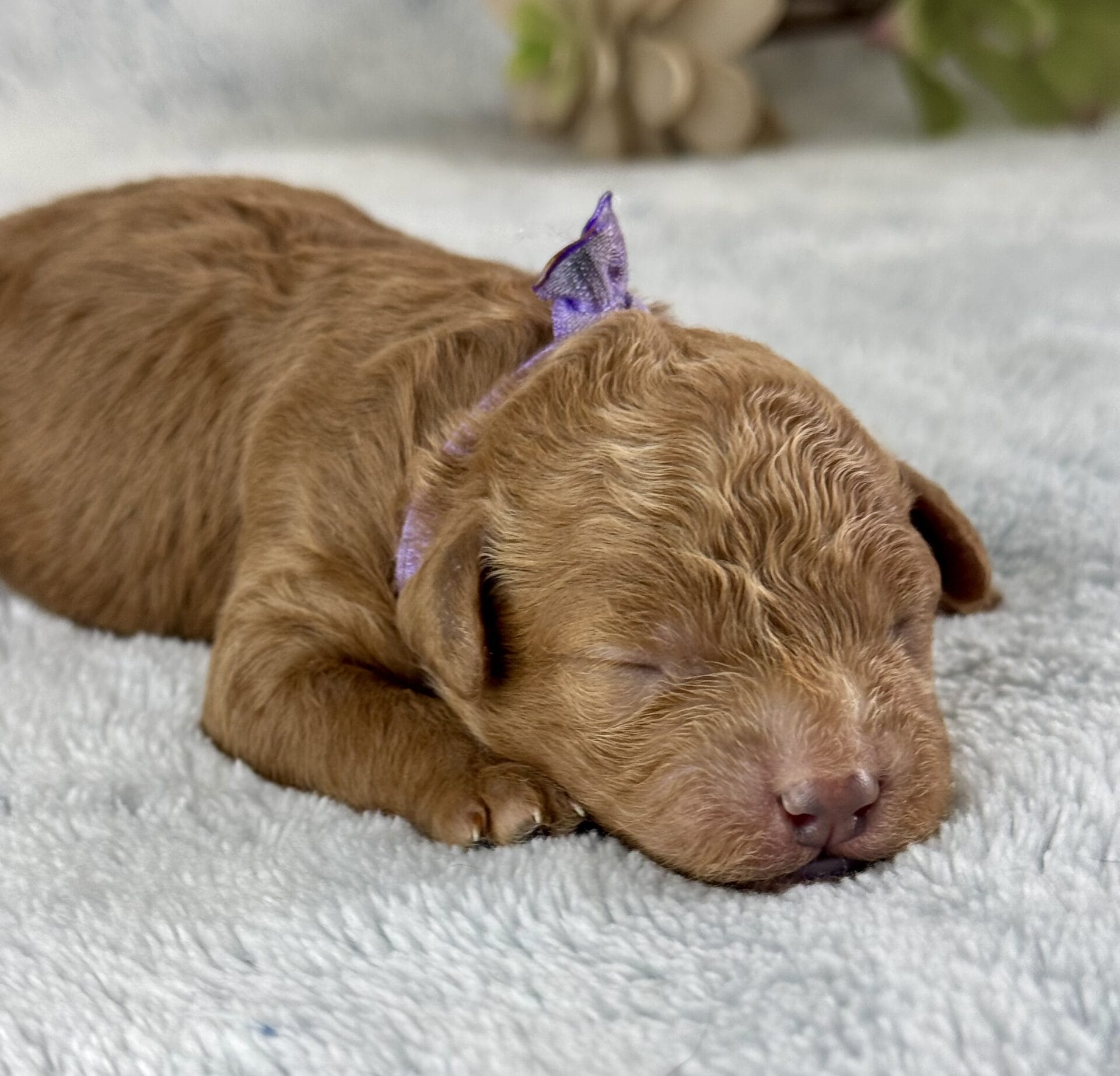 Forrest - Teacup Labradoodle Boy - Image 11