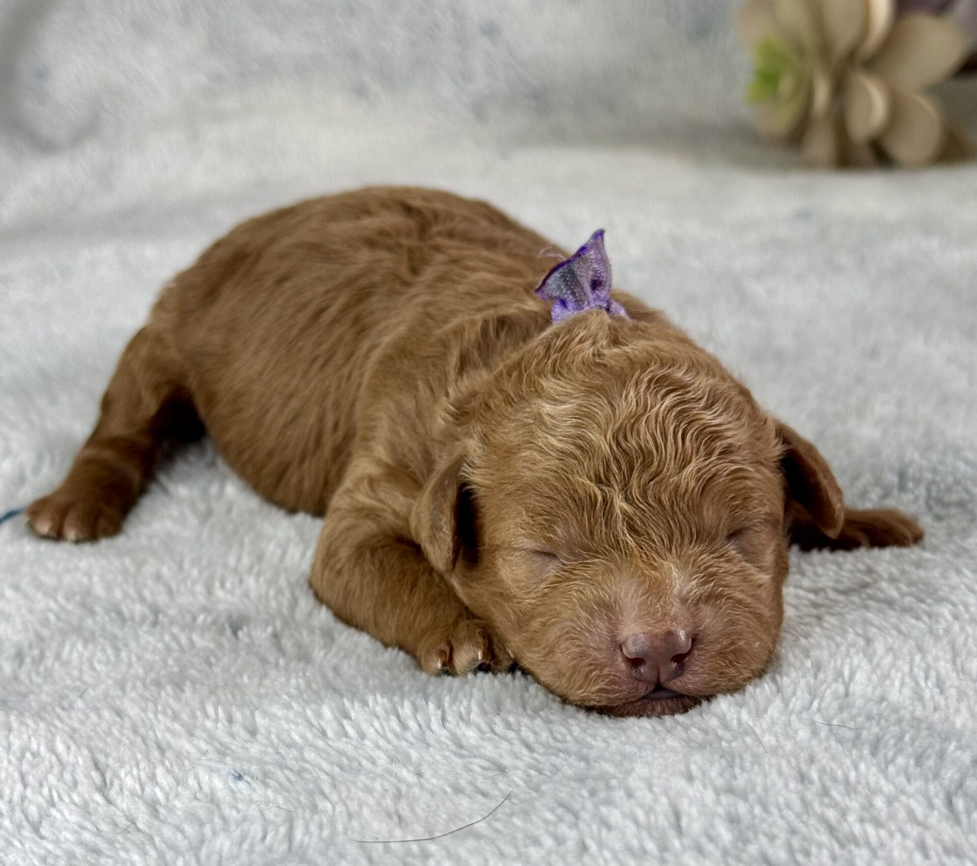 Forrest - Teacup Labradoodle Boy - Image 13