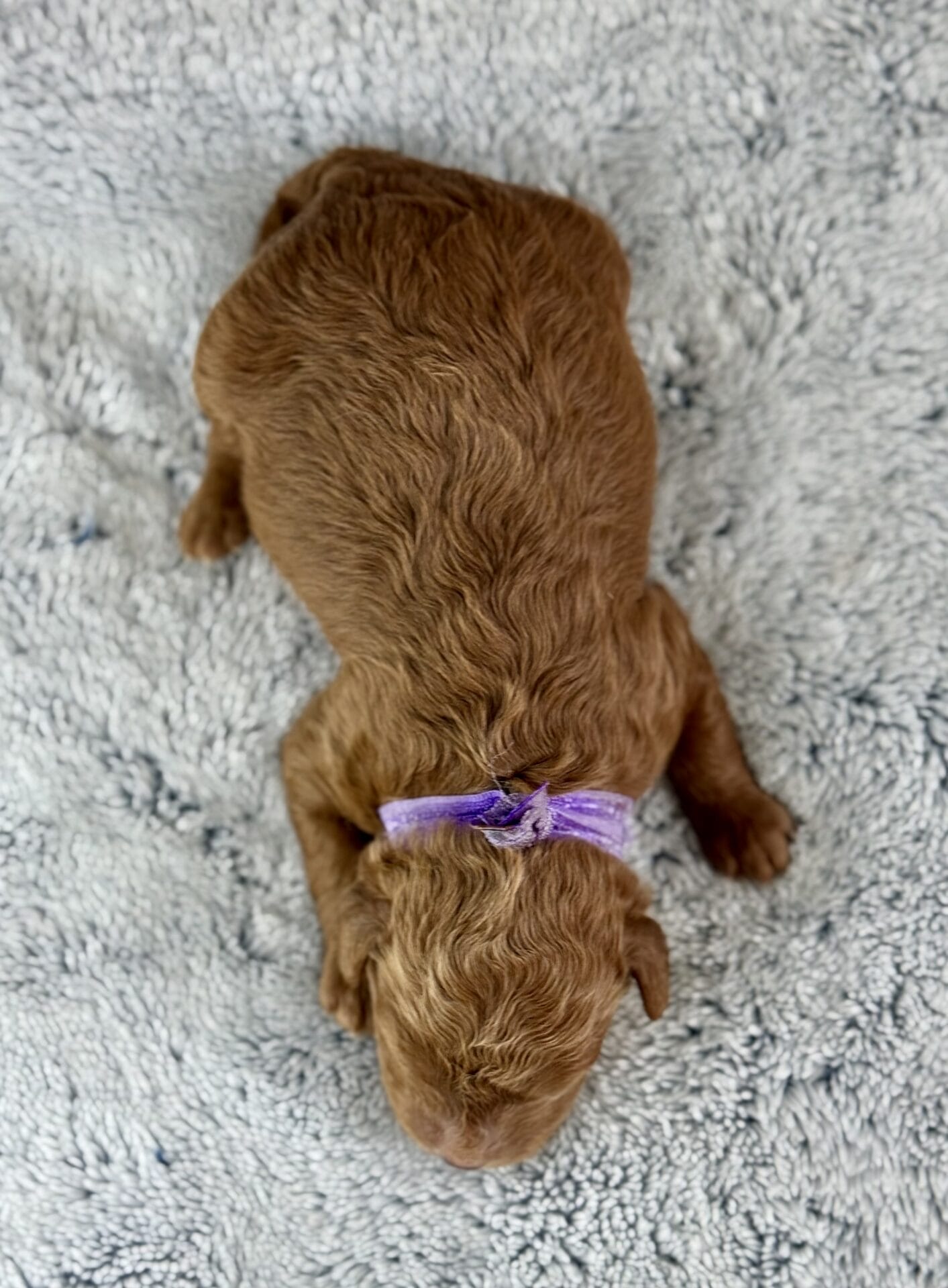Forrest - Teacup Labradoodle Boy - Image 14