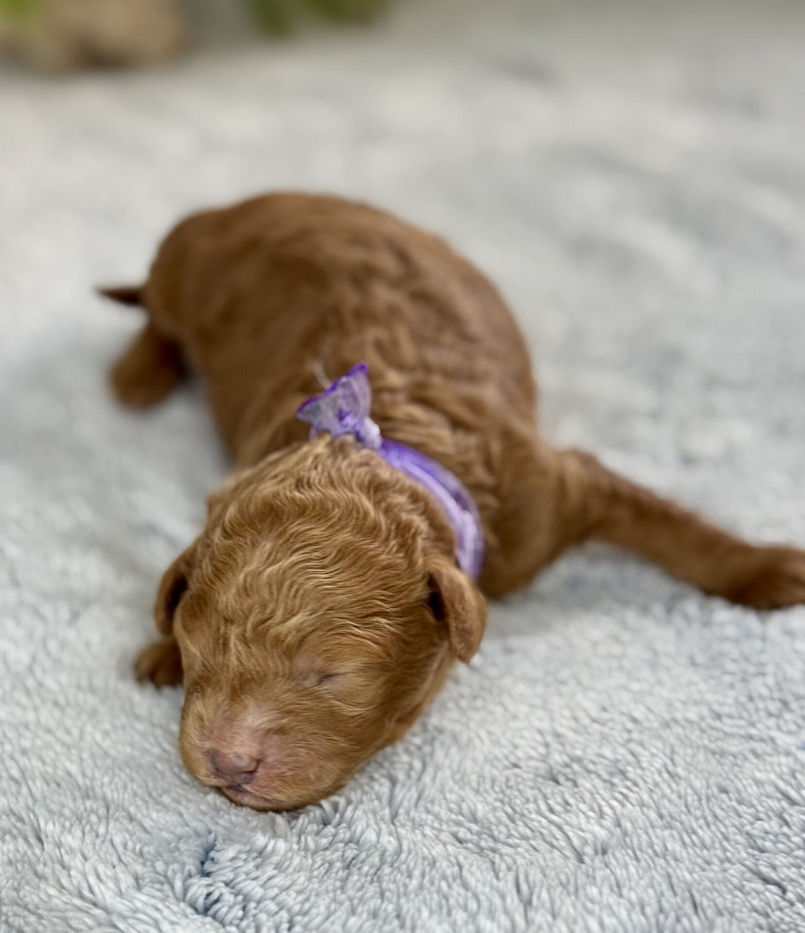 Forrest - Teacup Labradoodle Boy - Image 16