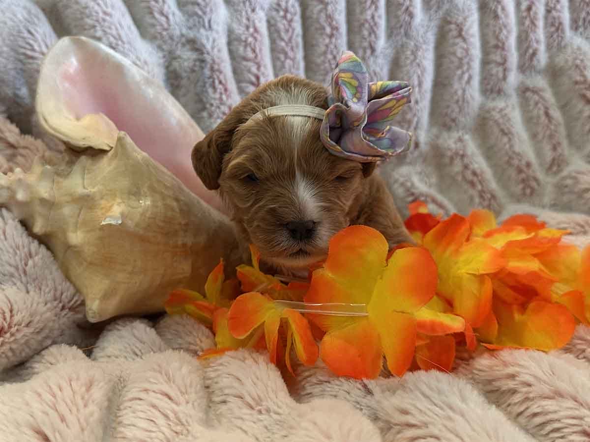 Shira - F1B Toy Cavapoo Girl - Image 5