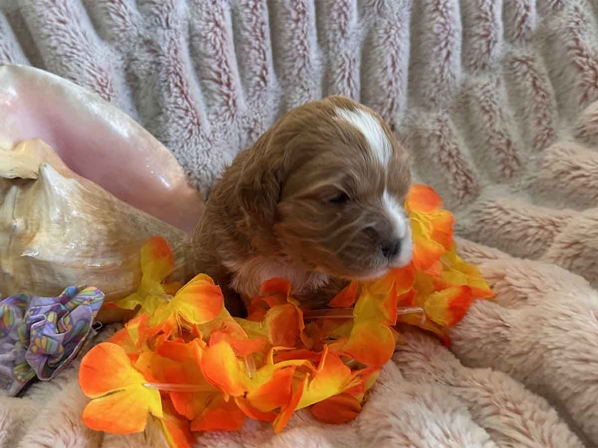 Shira - F1B Toy Cavapoo Girl - Image 4