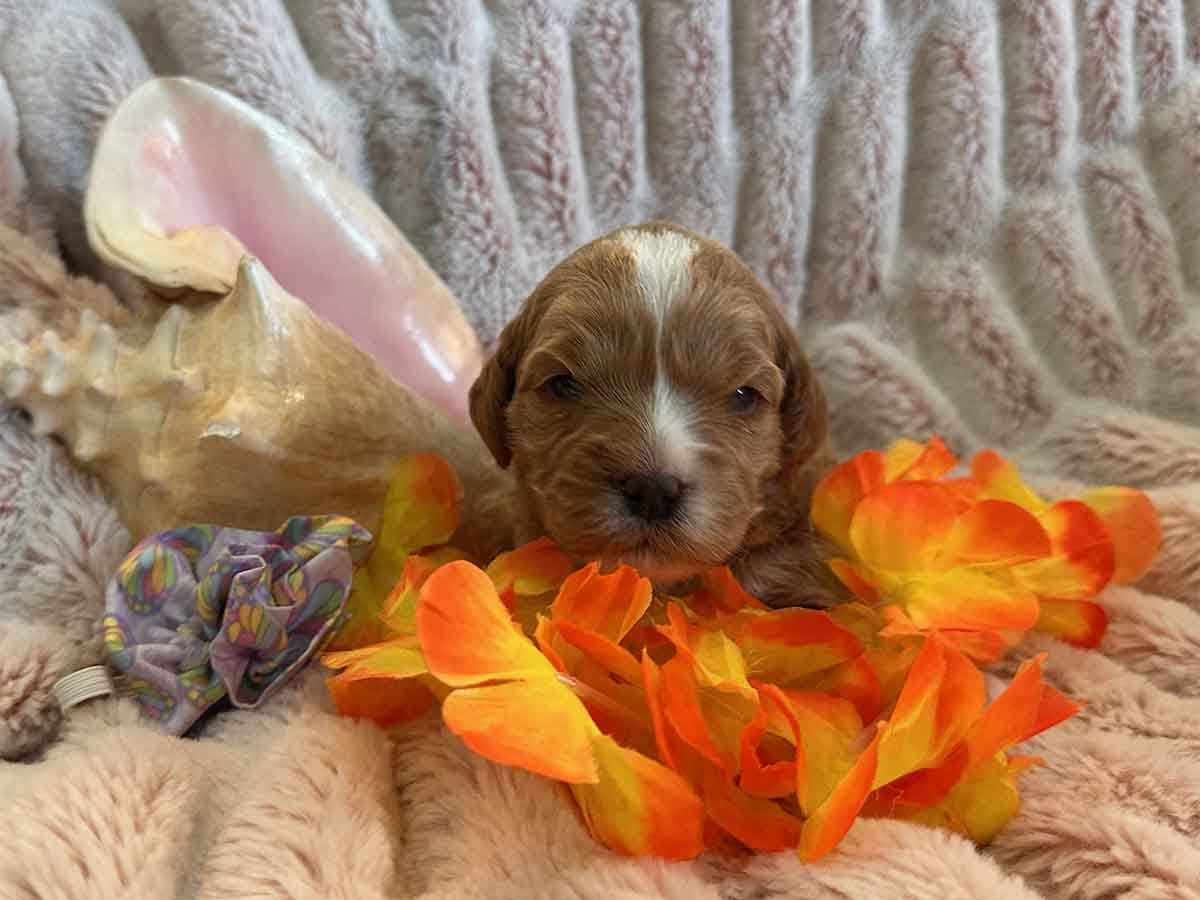 Shira - F1B Toy Cavapoo Girl - Image 3