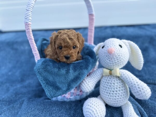 Sid - F1B Toy Cavapoo Boy - Image 10