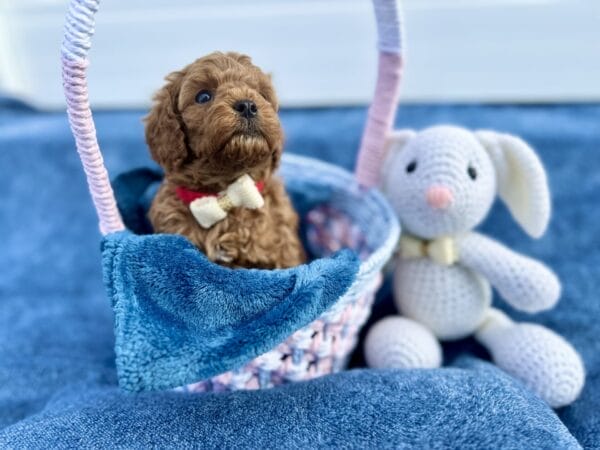 Sid - F1B Toy Cavapoo Boy - Image 9