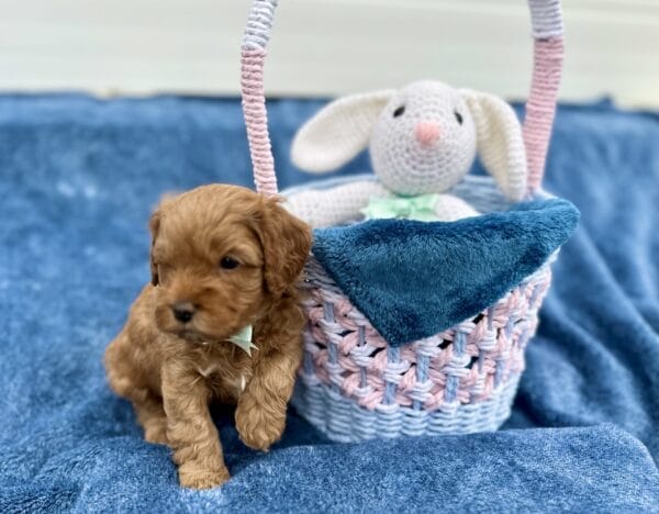 Buck - F1B Toy Cavapoo Boy - Image 6