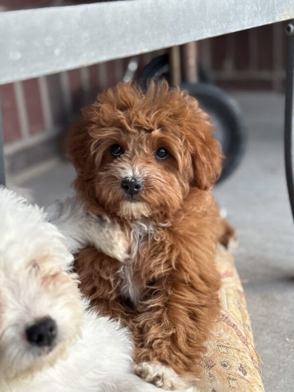 Mae - Micro Goldendoodle Girl