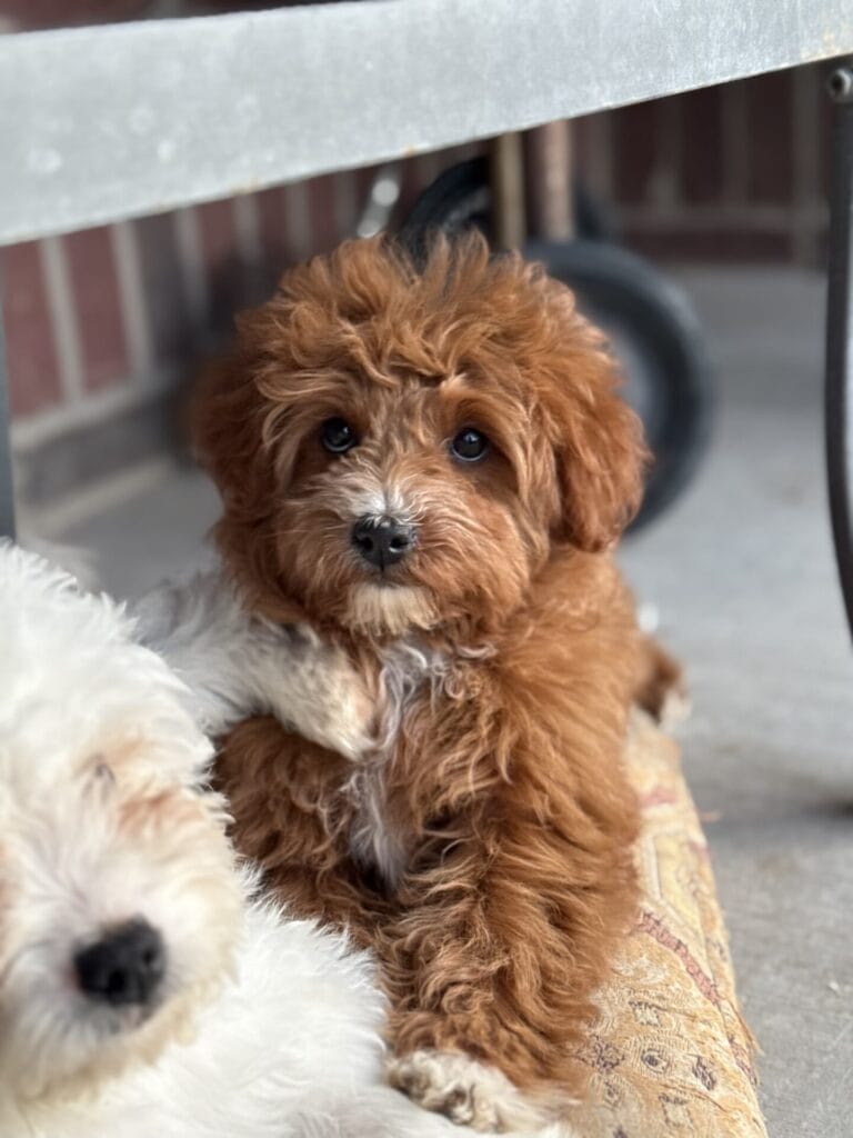 Mae - Micro Goldendoodle Girl