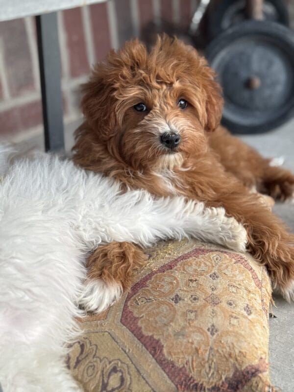Mae - Micro Goldendoodle Girl - Image 15