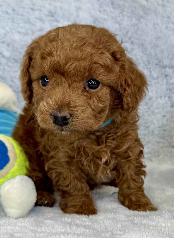 River - Micro Labradoodle Boy