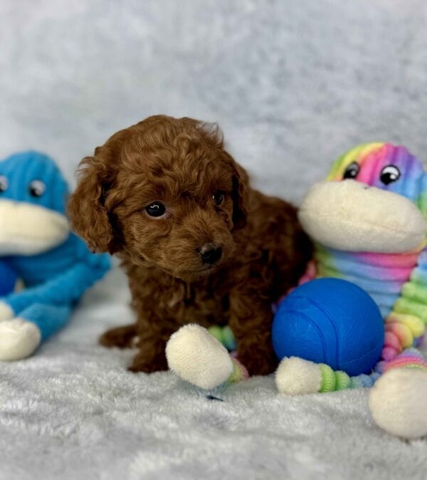 River - Micro Labradoodle Boy - Image 18