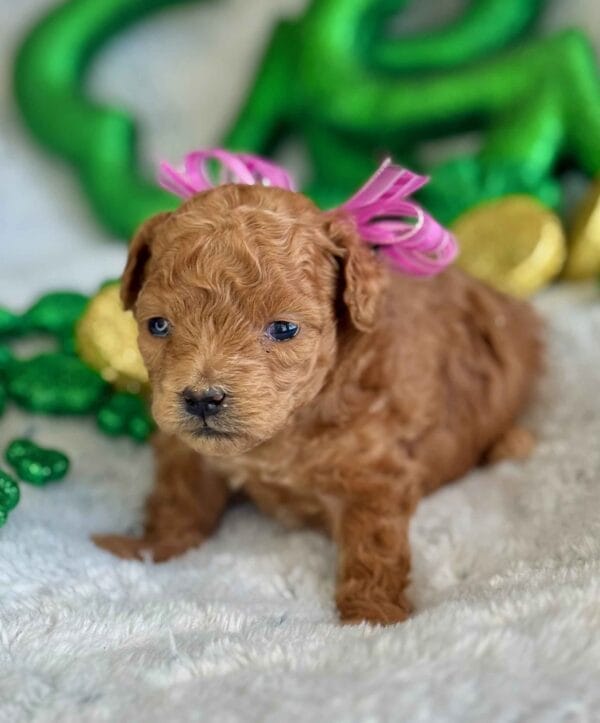 Spring - Micro Labradoodle Girl