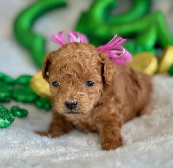 Spring - Micro Labradoodle Girl - Image 5