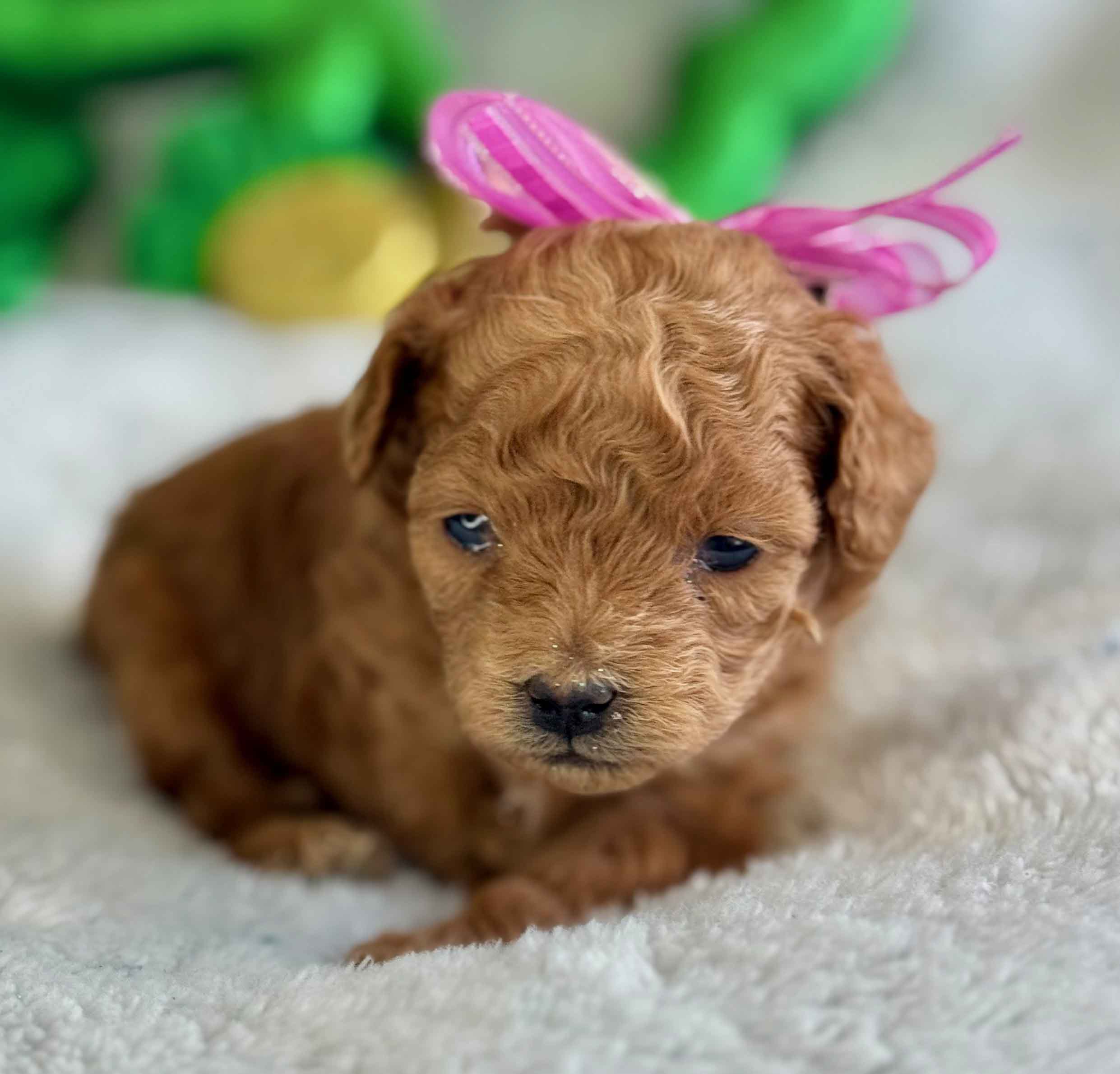 Spring - Micro Labradoodle Girl - Image 3