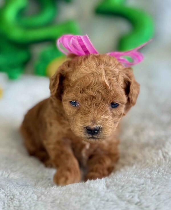 Spring - Micro Labradoodle Girl - Image 2