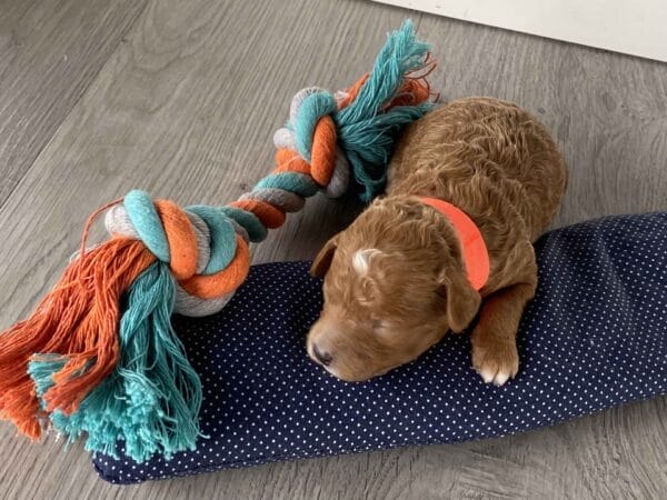 Trinket - Micro Goldendoodle Boy - Image 11