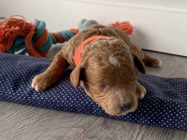 Trinket - Micro Goldendoodle Boy - Image 10