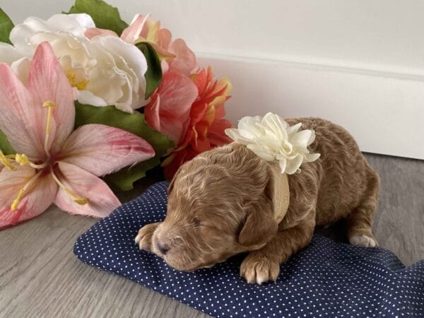 Whimsy - Micro Goldendoodle Girl - Image 10