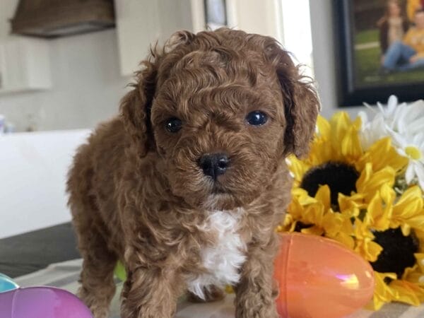 Bean - Micro Labradoodle Boy - Image 18