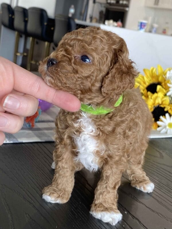 Bean - Micro Labradoodle Boy - Image 17