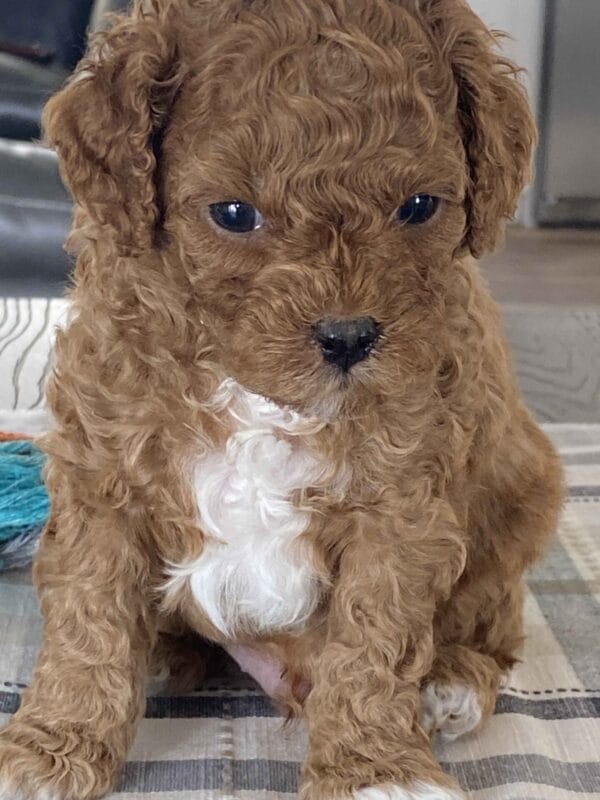 Bean - Micro Labradoodle Boy - Image 14
