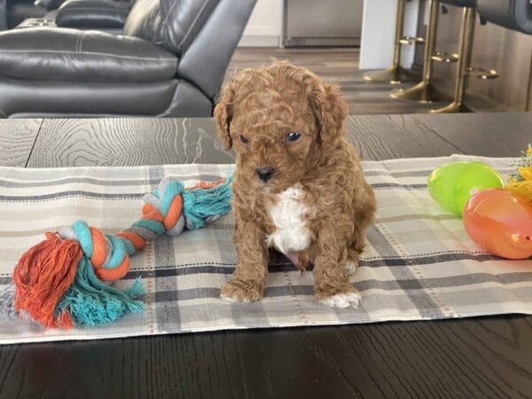 Bean - Micro Labradoodle Boy - Image 12
