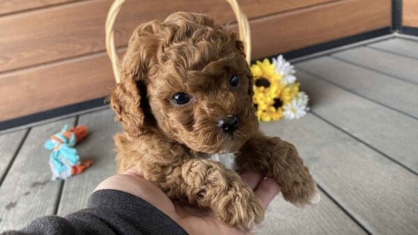 Bean - Micro Labradoodle Boy - Image 19