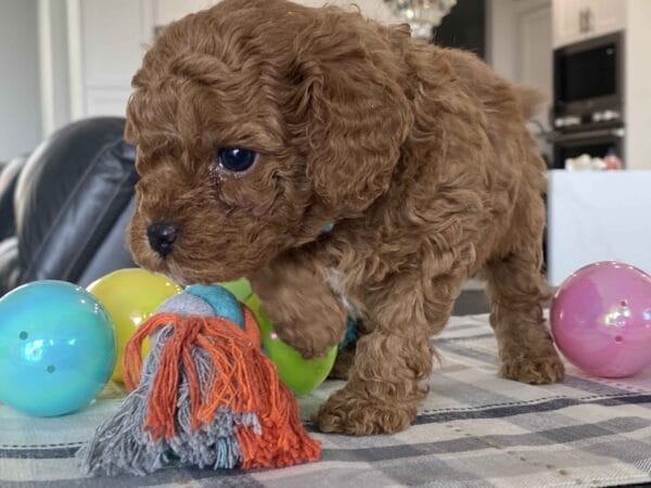 Biscuit - Micro Labradoodle Boy - Image 12