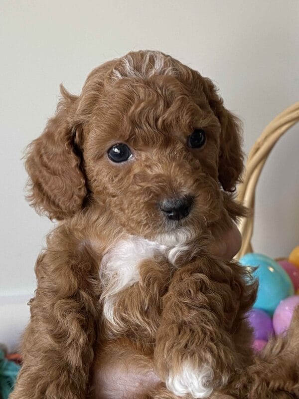 Bobble - Micro Goldendoodle Boy - Image 18