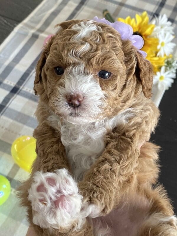 Chicklet - Micro Labradoodle Girl - Image 13
