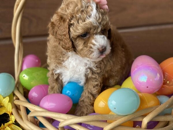 Chicklet - Micro Labradoodle Girl - Image 24
