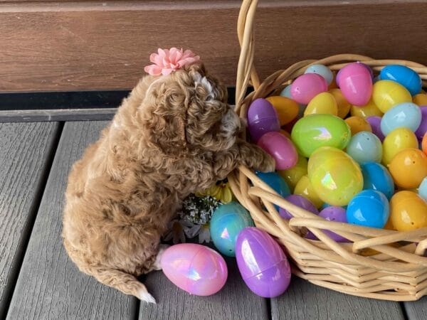 Chicklet - Micro Labradoodle Girl - Image 21