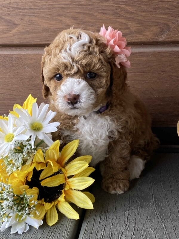 Chicklet - Micro Labradoodle Girl - Image 19