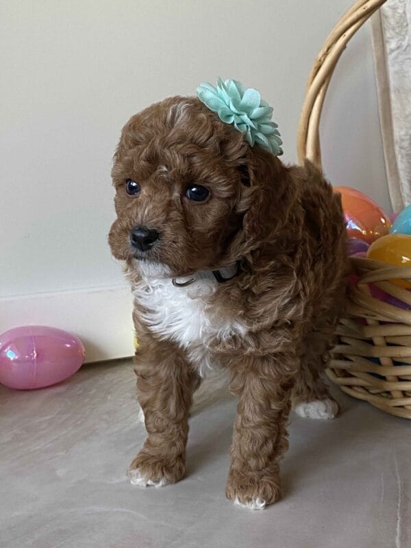 Dimple - Micro Goldendoodle Girl - Image 22