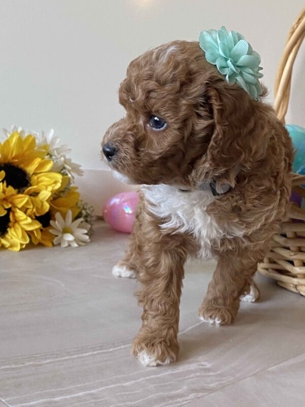 Dimple - Micro Goldendoodle Girl - Image 19