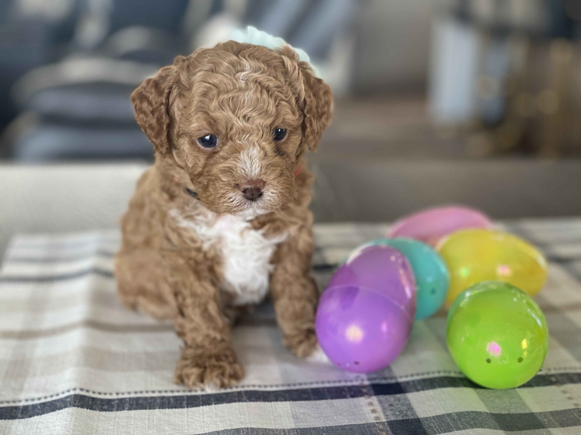 Honey - Micro Labradoodle Girl - Image 12