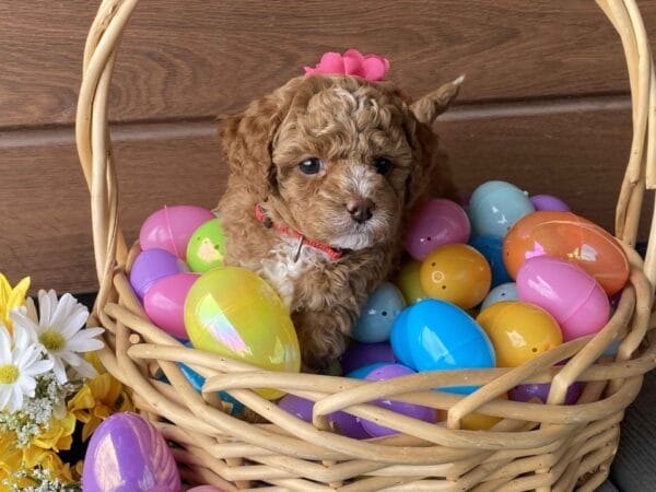 Honey - Micro Labradoodle Girl - Image 22