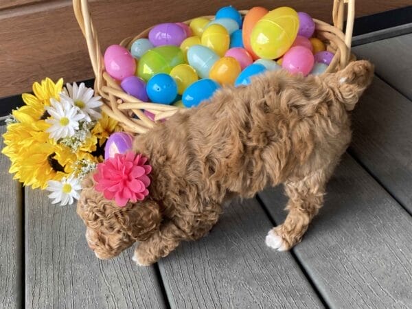Honey - Micro Labradoodle Girl - Image 20